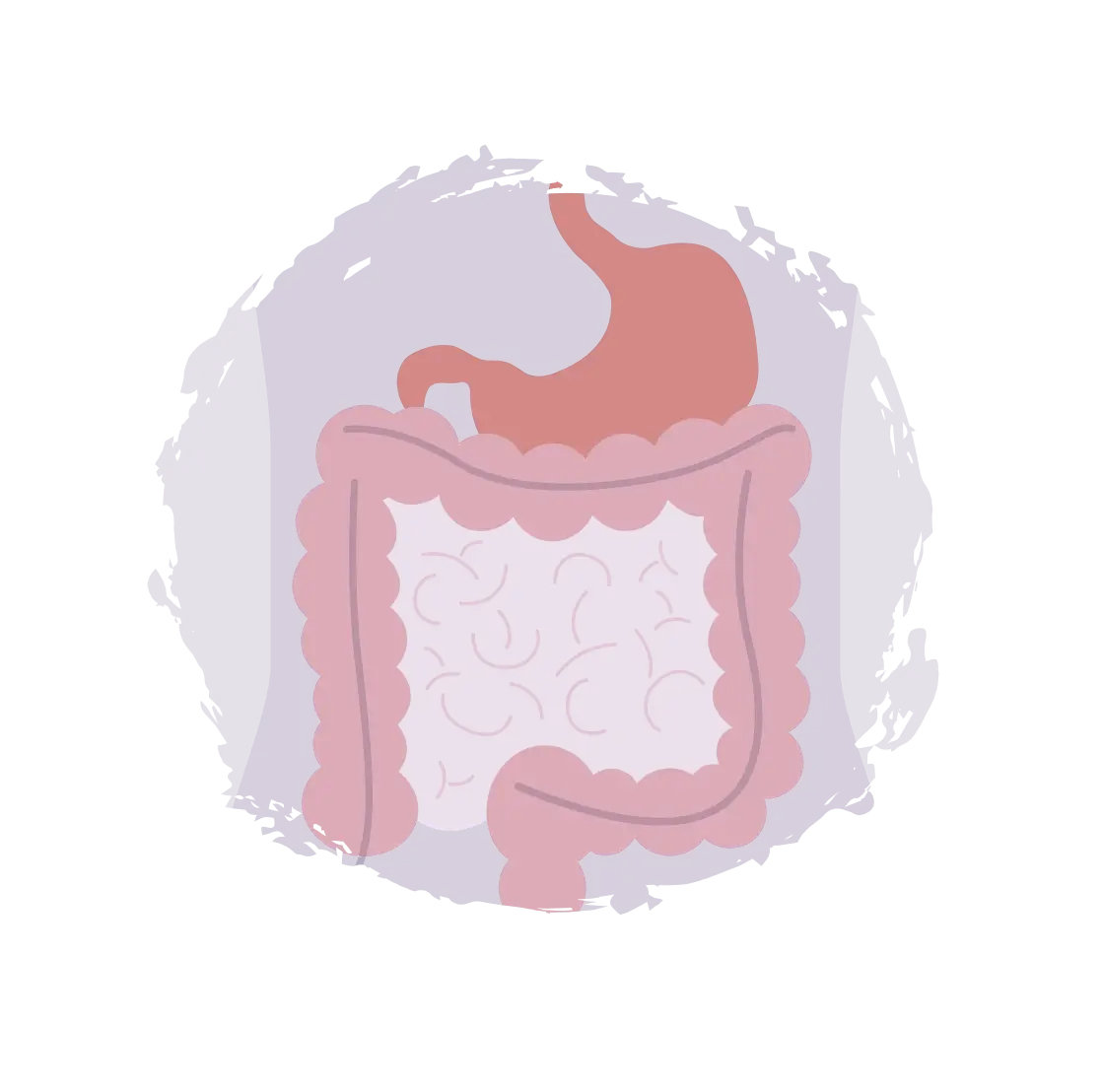 An illustrated image of the stomach and intestines
